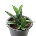 Boncellensis Sansevieria